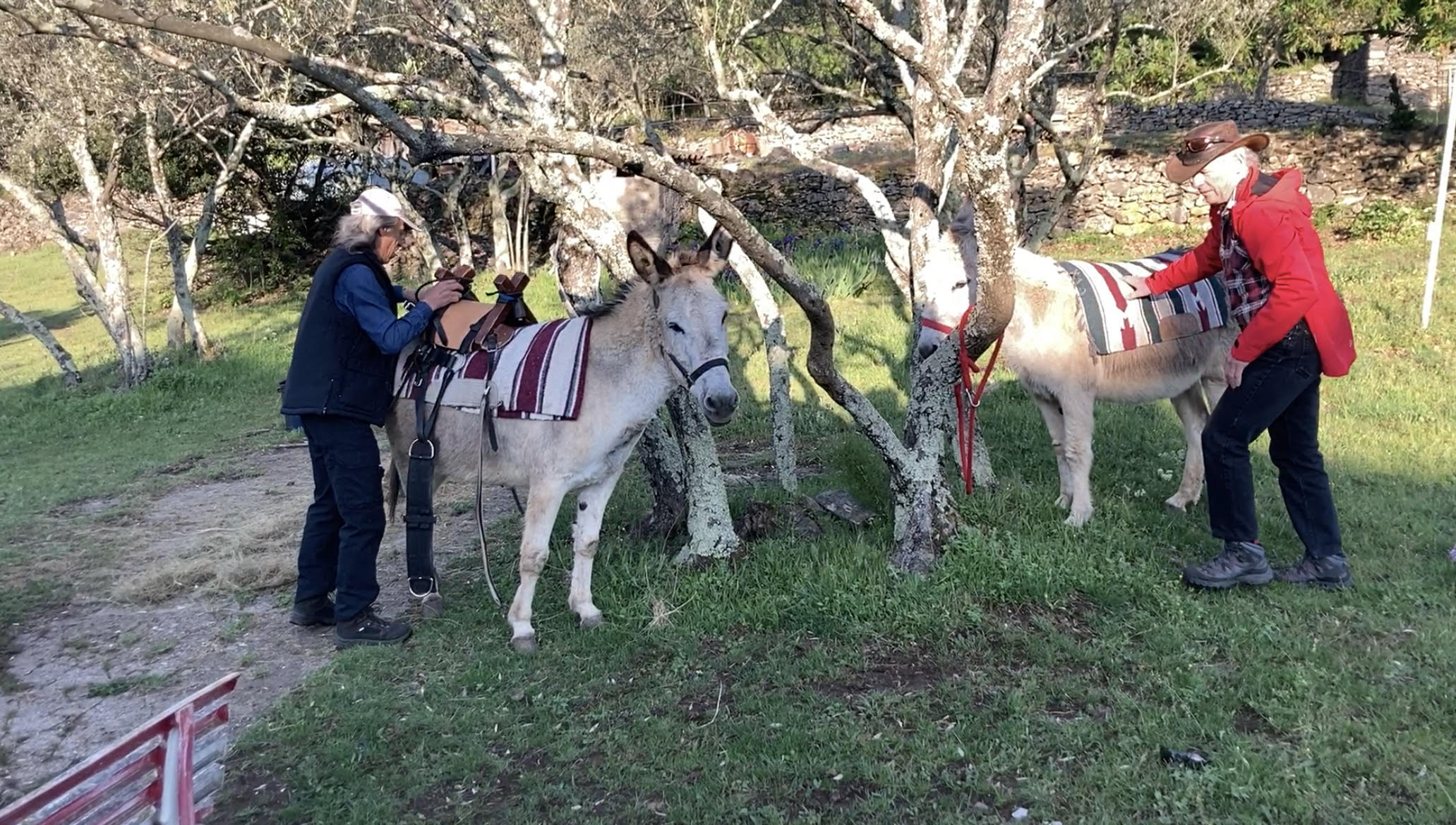 TRANSHUMANCE AVEC DES ANES